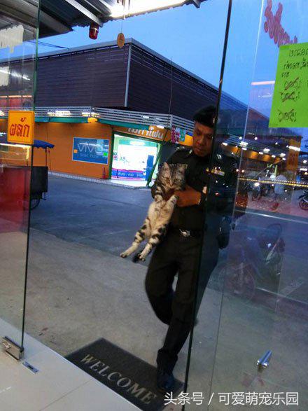 爱睡懒觉的喵大人,喜欢睡懒觉的猫猫