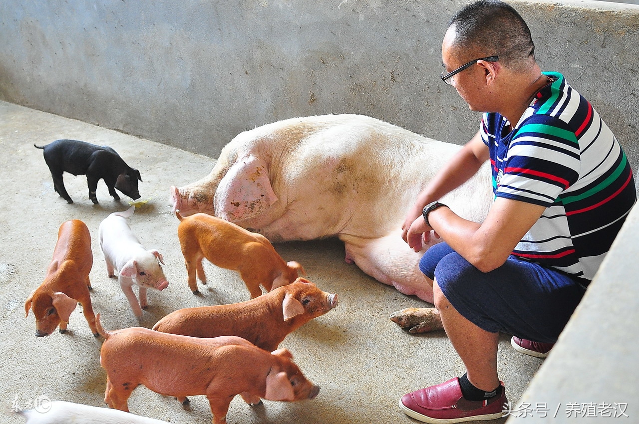 猪病诊断与治疗视频教程,仔猪感染最佳治疗方法