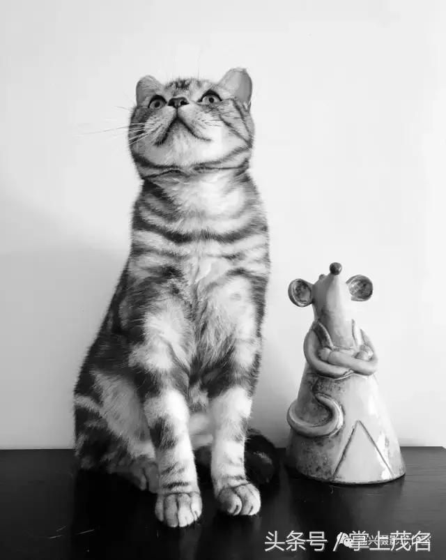 手机摄影田园生活图片,手机摄影主题