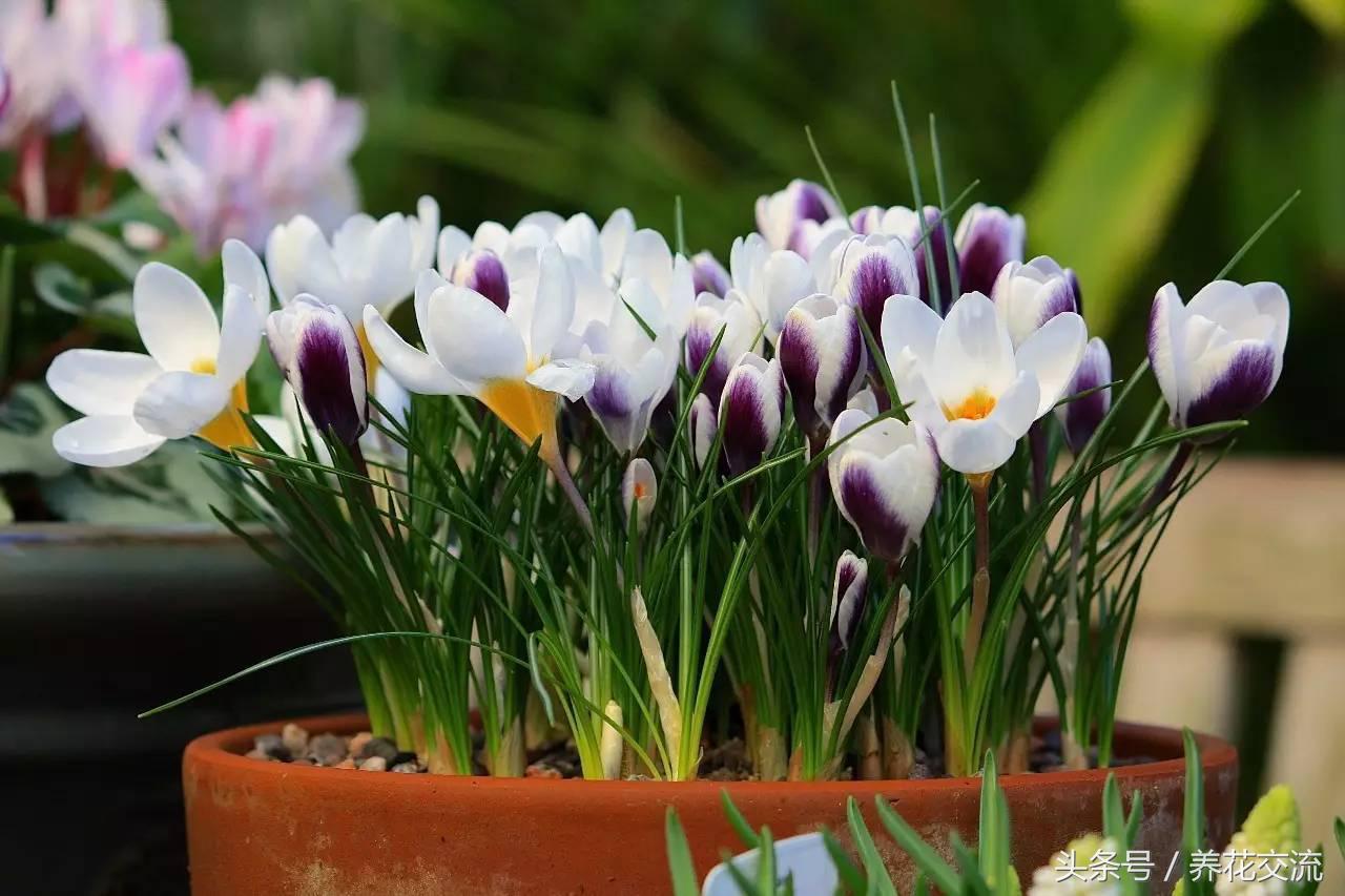 藏红花植物,开的花像藏红花的植物