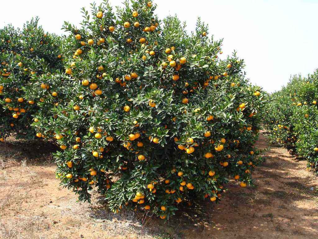 砂糖橘禁忌,沙糖桔肥料用多了怎么解决