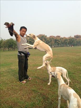 格力犬逮兔子视频大全集播放,怎么训练格力犬咬兔子