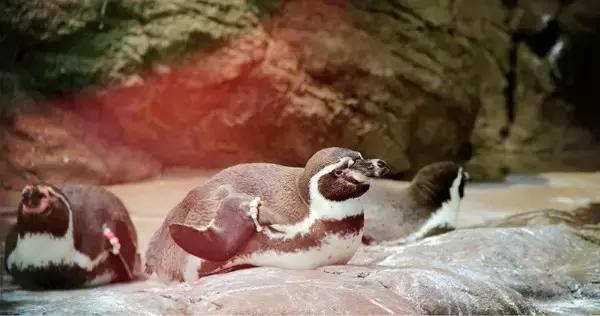 珠海横琴长隆海洋王国有什么,横琴口岸坐车珠海长隆海洋王国