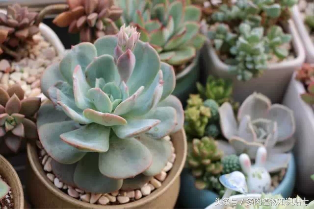 入多肉坑一年,这些多肉因颜值入坑
