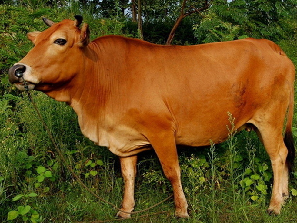 中国农民养500只猪,中国农民养了7万只鸡