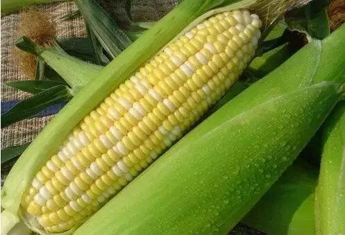 八月菜价大盘点,6成品种上涨带来黄金行情,附广州江南0901菜价