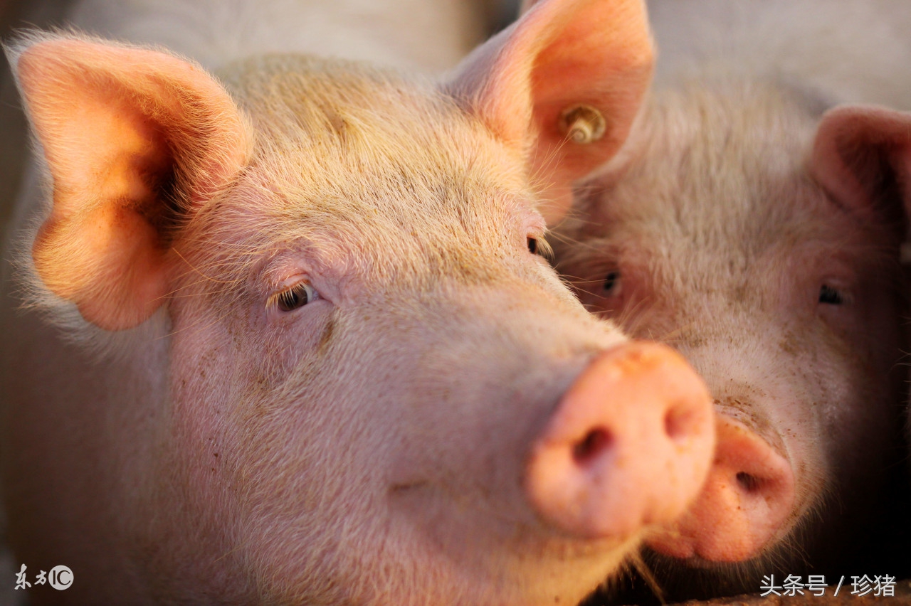 猪场猪低温病是怎么了,猪场猪中暑最快的急救方法