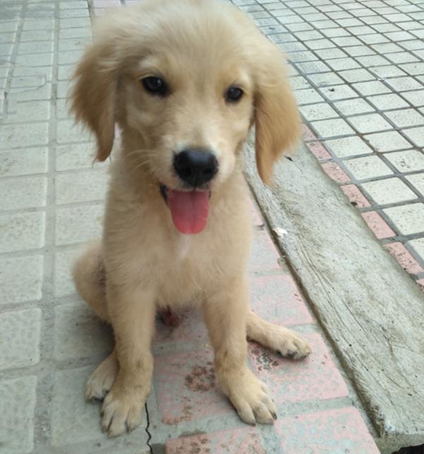 金毛成长要注意什么,金毛成长记日常调皮