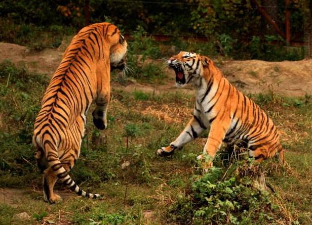 中国足球国家队世预赛分析,精算师预测世界杯