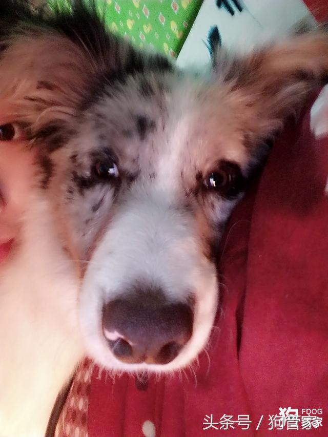 你们的边牧都是怎么养的,养一只大的边牧还可以听话吗