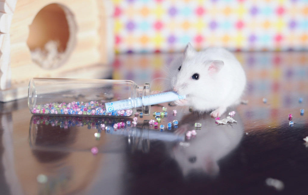 仓鼠越狱后很多小时才发现怎么办,仓鼠越狱怎么安慰