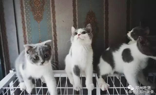 郑州东区萌猫主题披萨小店，铲屎官快来这吸猫了！