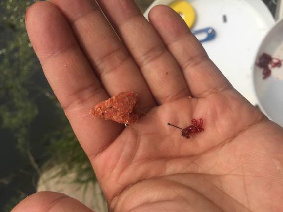 上班绑鱼钩，午休去钓鱼，因为工作耽搁了钓鱼，太不值！