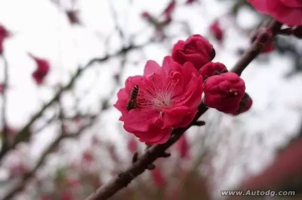 趁女神都去聚会黎Sir偷偷带网友去松山湖约跑!