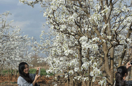 阳春三月昆明处处鲜花盛开,云南三月好春光