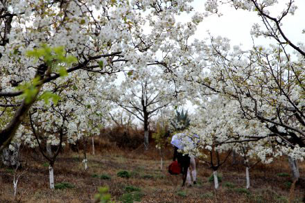 阳春三月昆明处处鲜花盛开,云南三月好春光