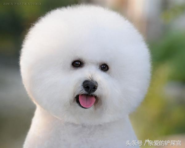 狗狗喜欢乱吃地上的东西怎么办,狗狗喜欢乱吃东西怎样训练