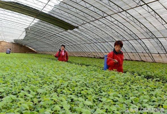 高邑今天的事,高邑那些事儿