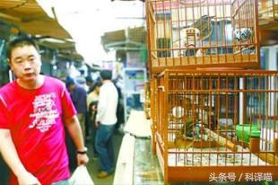 你认识百灵鸟吗,会说话的百灵鸟