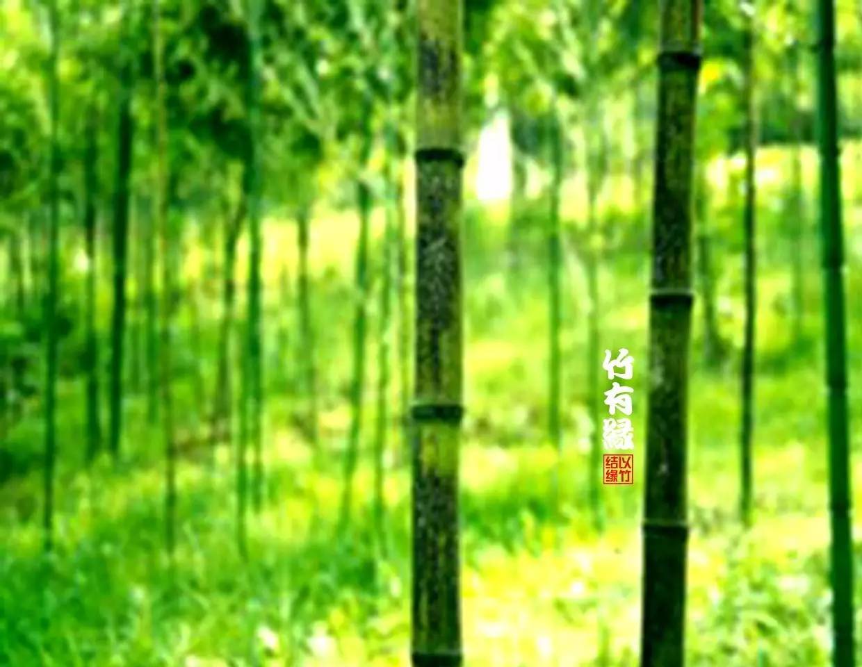 竹病害最佳防治方法,竹子养护小知识