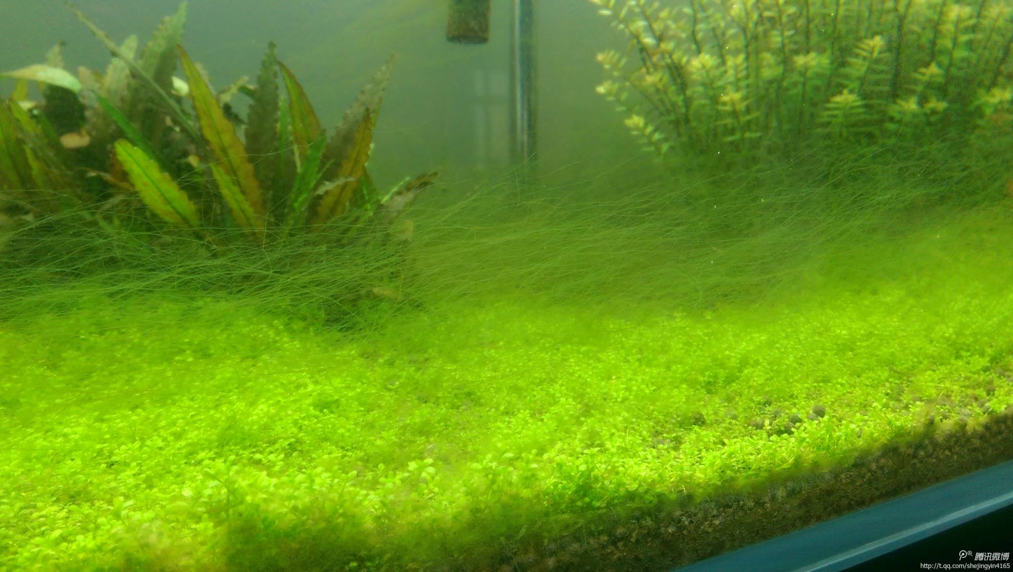 水草缸里面的丝藻怎么去除,水草缸除丝藻能力很强的是啥鱼