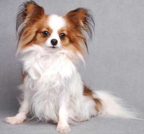 买宠物狗怎么检测狗的健康状况,购买宠物怎么辨别是否健康