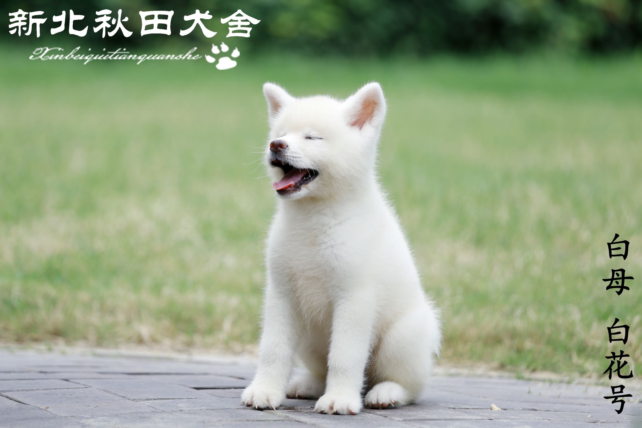 关于宠物饮食你需要注意的几个事项（一）