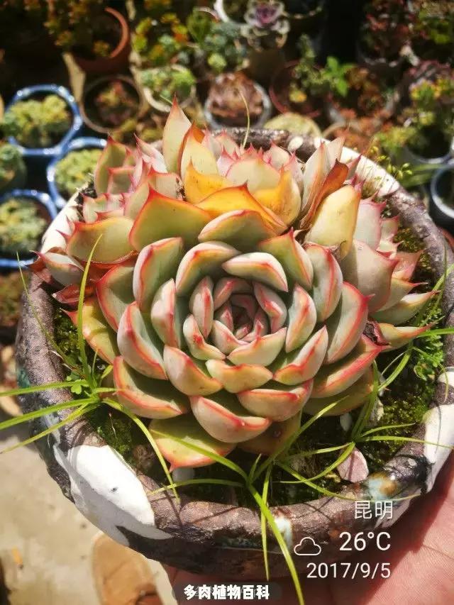 夕阳西下,养多肉的人没有在天涯,在家!