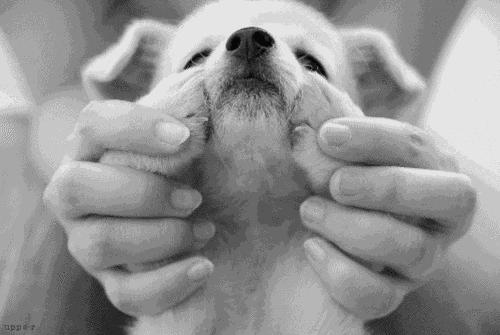 9月9日领养日，免费领养流浪动物，用爱代替伤害！