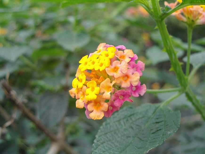 潮汕青草药书大全,潮汕青草药使用大全