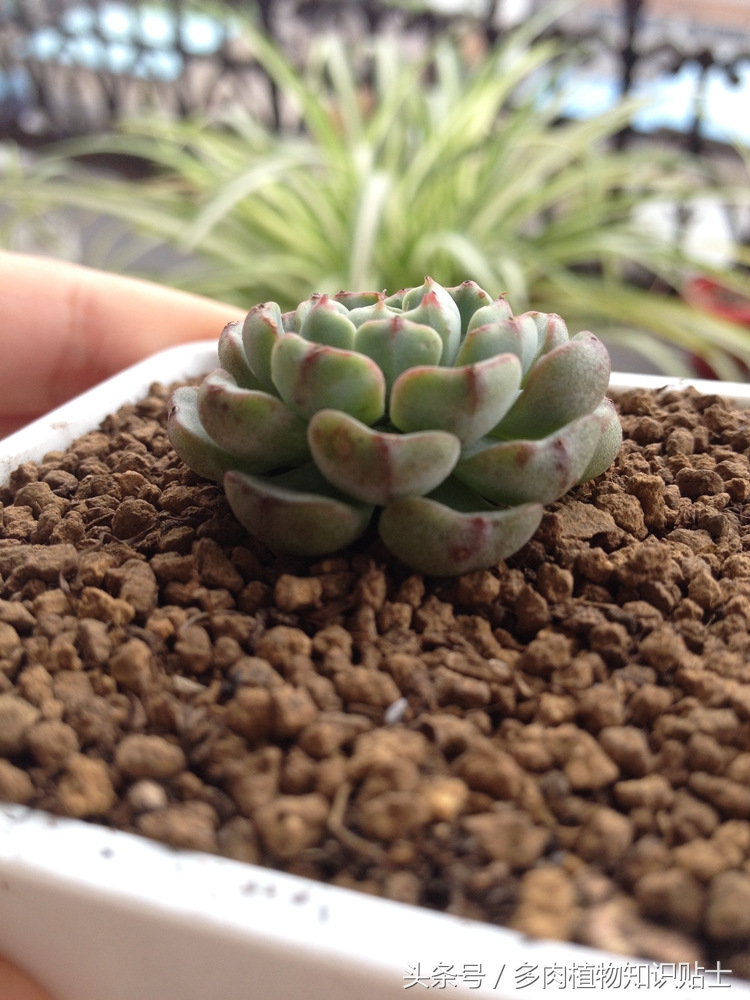 适合重庆养的多肉,重庆适合养多肉