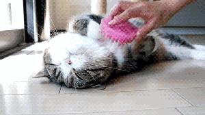 新鞋小脚趾部位磨脚怎么办,新鞋后面磨脚脖子怎么处理图解