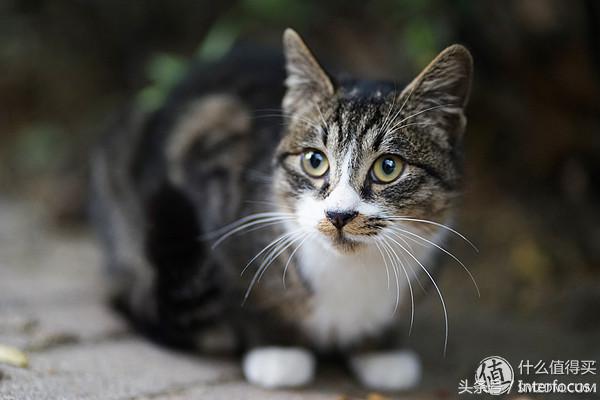 新手入坑摄影相机推荐,新手入坑摄影相机推荐学生