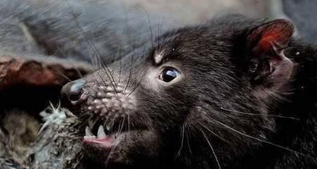 盘点一些动物的绝活,哪些动物有看家本领