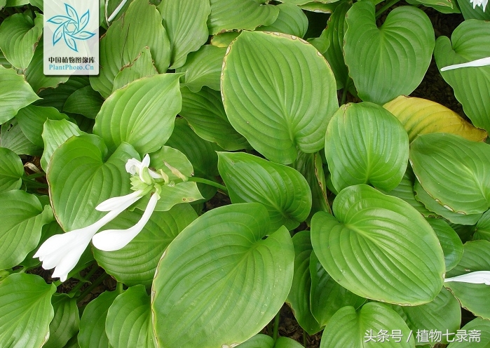 玉簪怎么养护,玉簪的养护方法