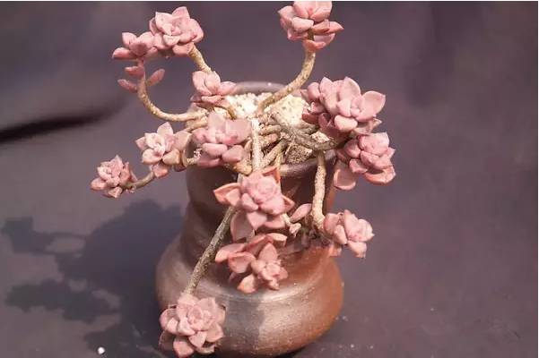 韩国多肉好卖吗,韩国奶酪多肉与国内区别