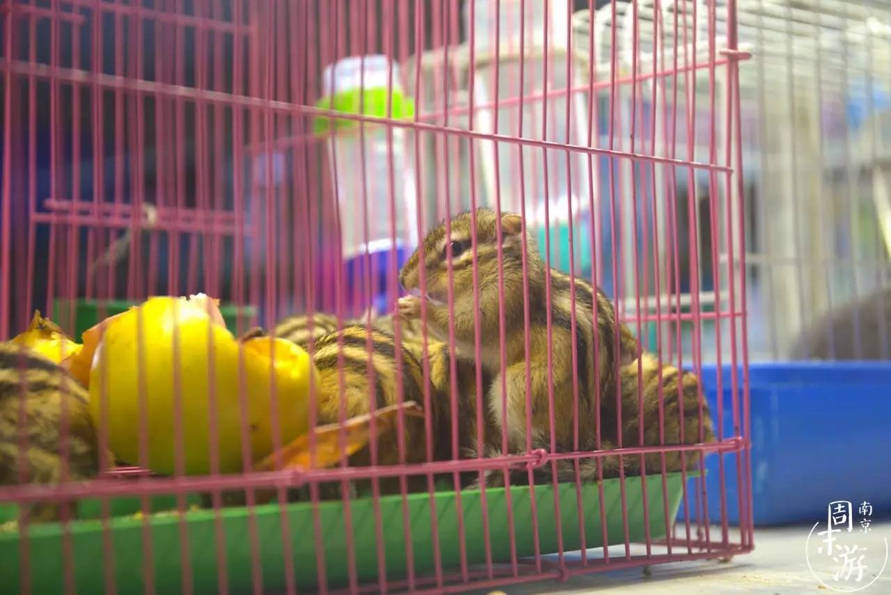 逛遍整个南京城,南京的花鸟市场在什么地方