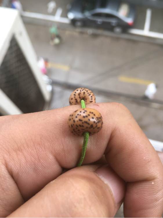 普洱茶泡星月菩提过程视频,星月菩提根手串泡普洱茶