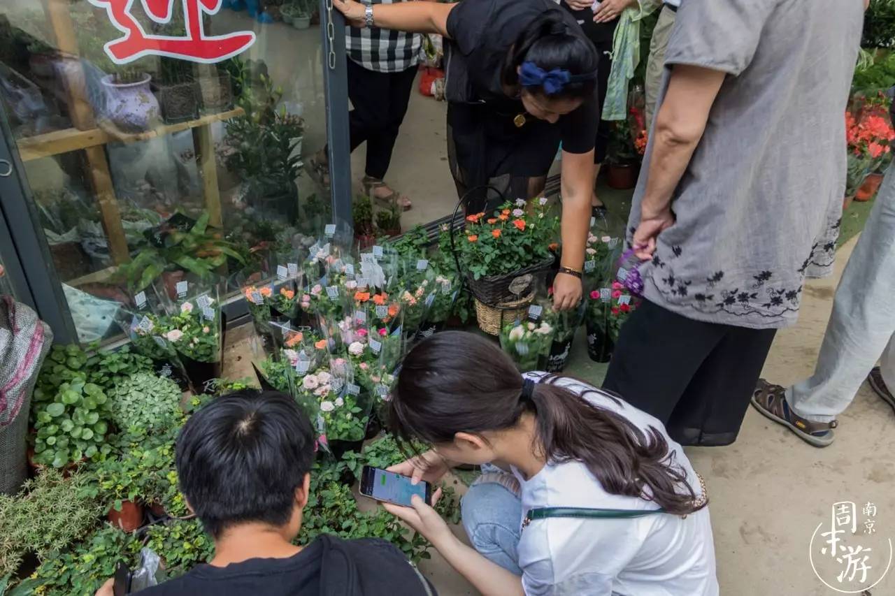 南京市最大的花鸟鱼虫市场在哪里,逛花鸟鱼虫市场的视频
