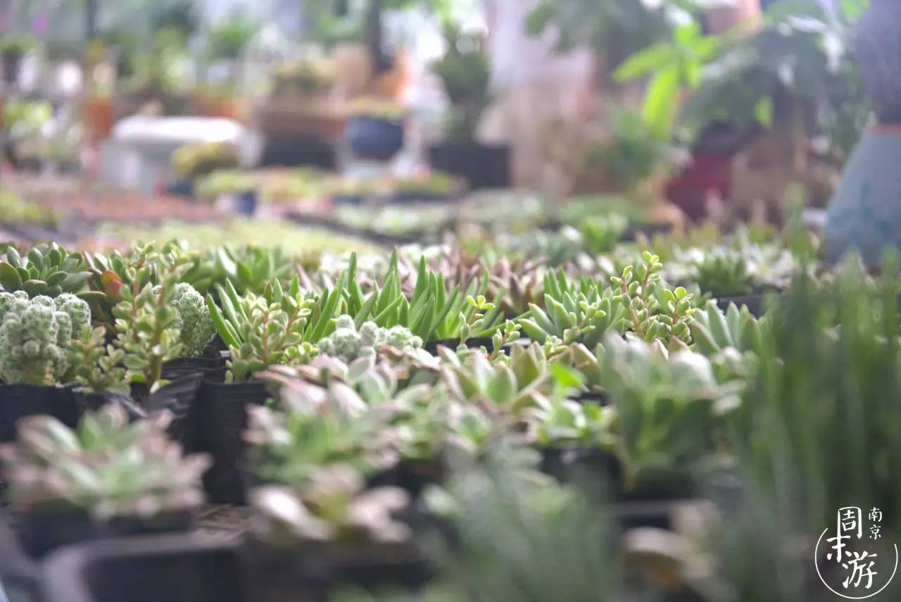 南京的花鸟市场在什么地方,南京夫子庙花鸟鱼虫市场