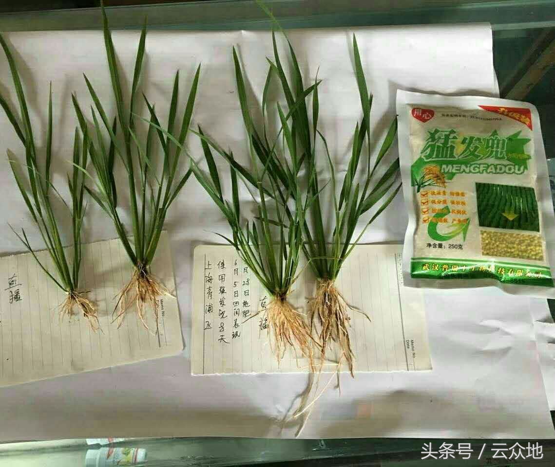 水稻黑茎根腐病怎么治疗,水稻黑根什么原因