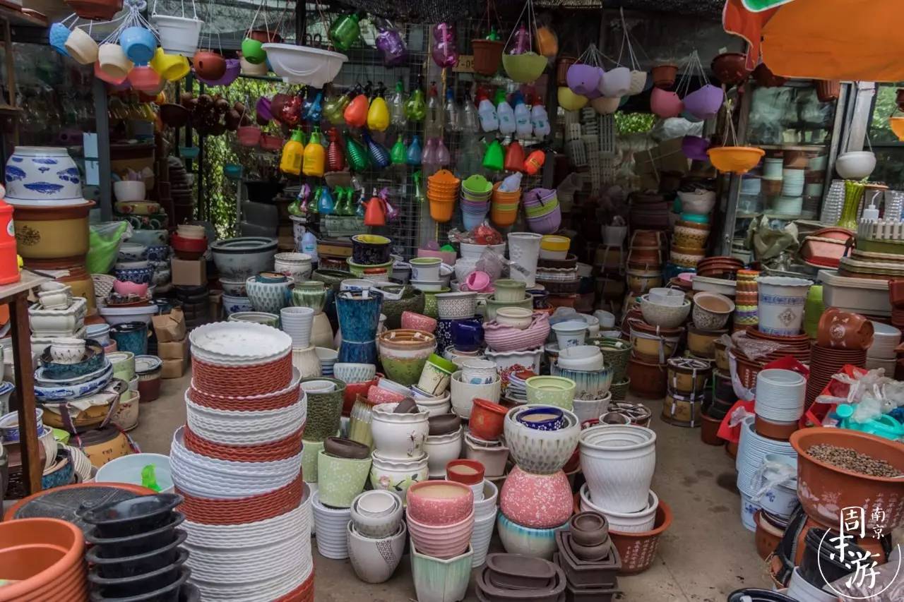 逛遍整个南京城,南京的花鸟市场在什么地方