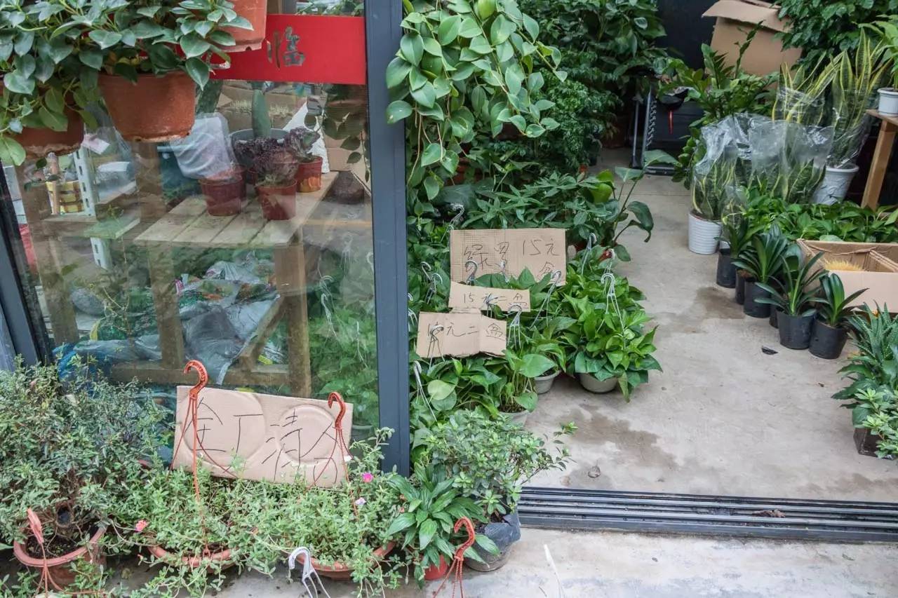 南京花鸟鱼虫市场,逛遍市场