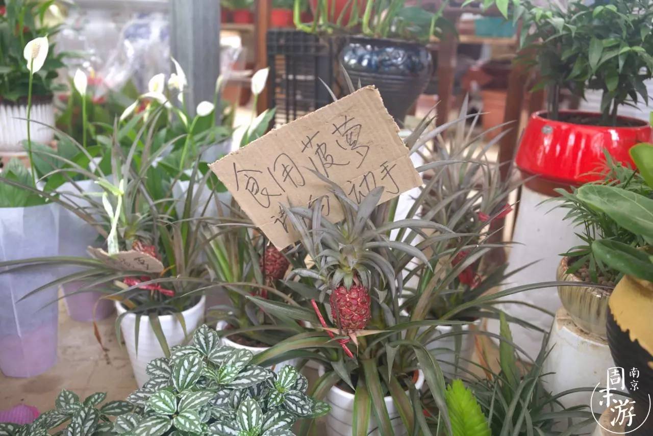 南京有几个花鸟鱼虫市场,南京湿地公园花鸟鱼虫市场在哪里