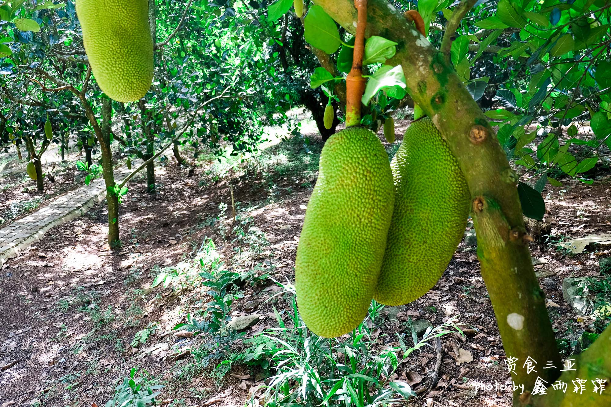 尝遍海南水果,尝遍一年四季水果