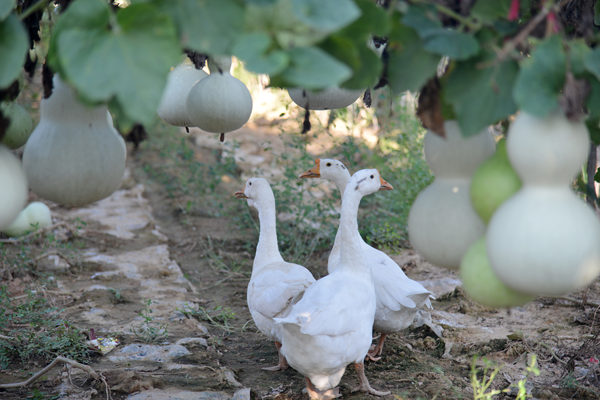 现代版的《葫芦娃》在咱南贾镇上鲁村精彩实景演出，您也过来看看