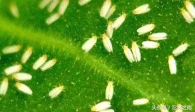 路边上白色的小飞虫是什么,街上突然出现很多小飞虫什么原因