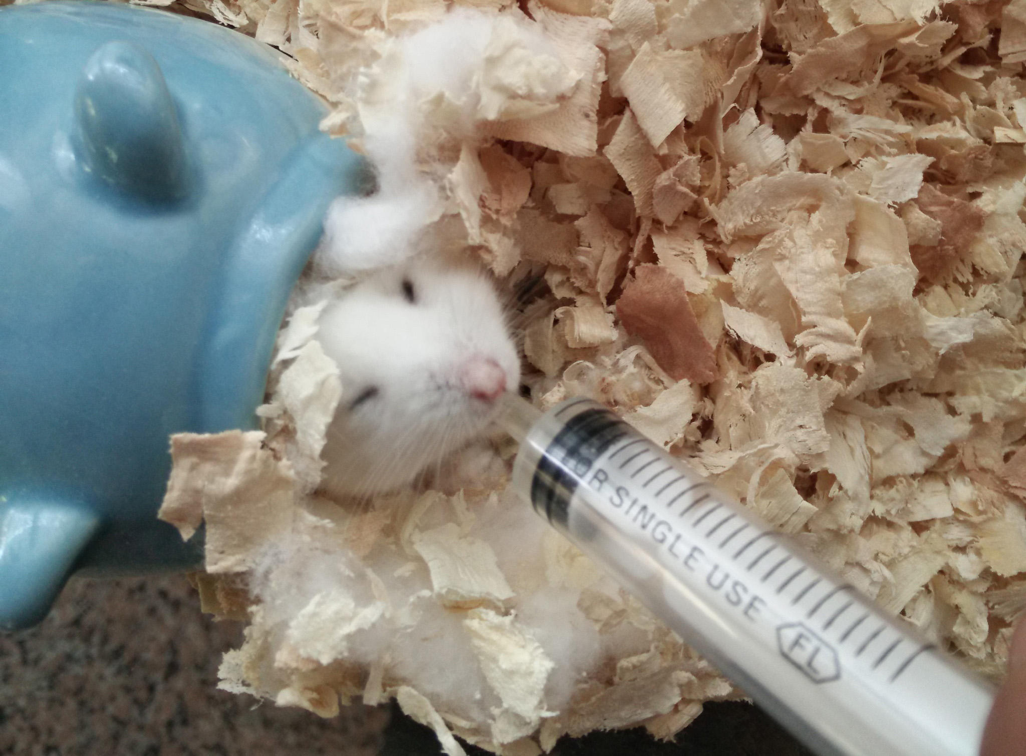 小仓鼠有鼠疫吃什么,仓鼠老年鼠容易得的病