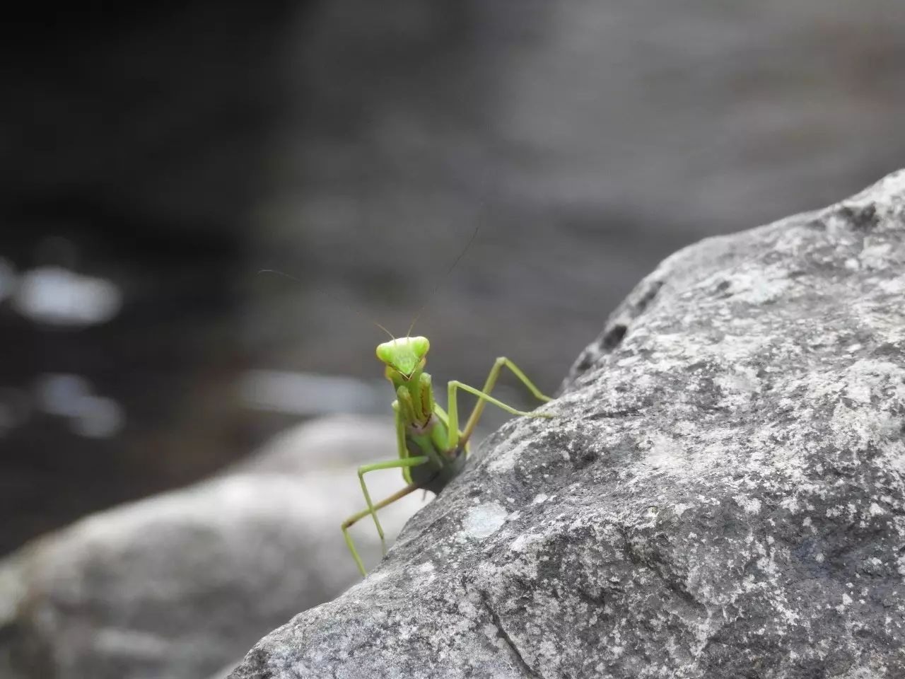 「雪球自然观察」螳螂跳水记