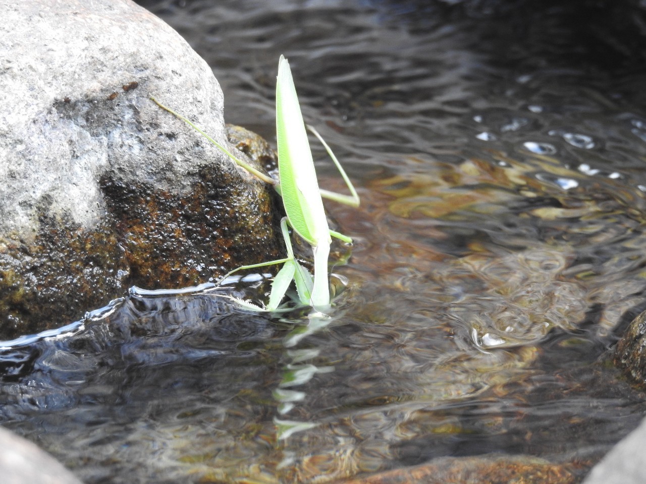 「雪球自然观察」螳螂跳水记